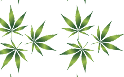 Regierung beginnt fachliche Vorbereitungen für Cannabislegalisierung