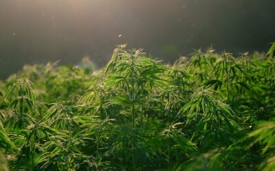 Hanfanbau in Deutschland zur Gewinnung medizinischer Cannabisprodukte